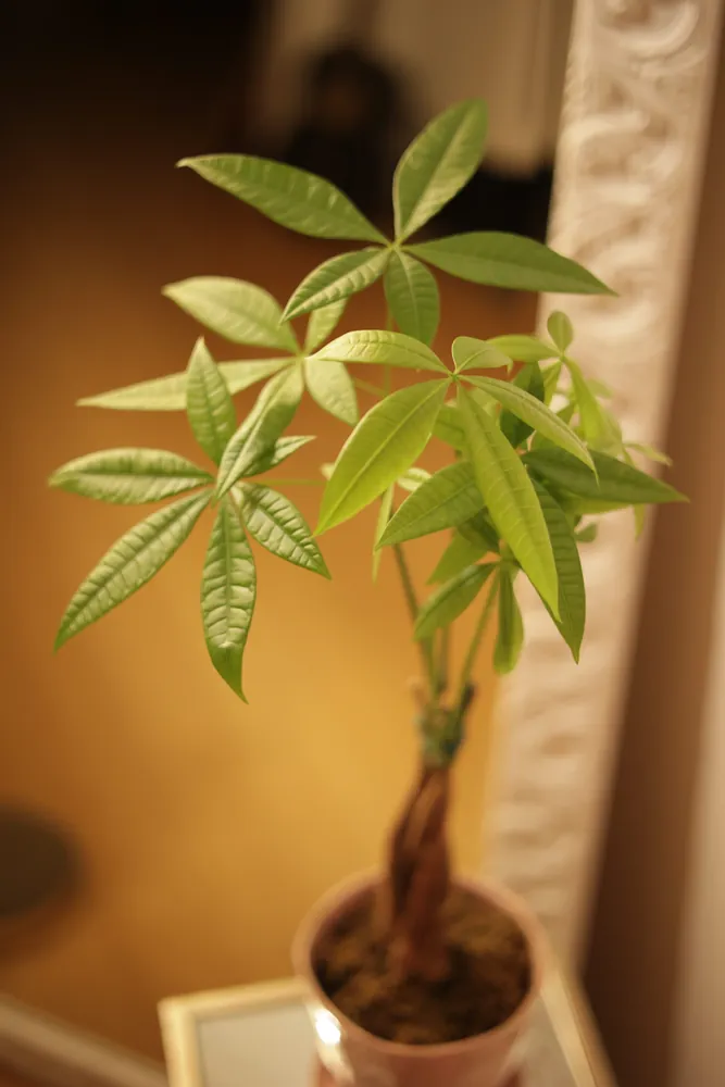 Green palmate leaves of Money Tree Pachira aquatica with sunlight