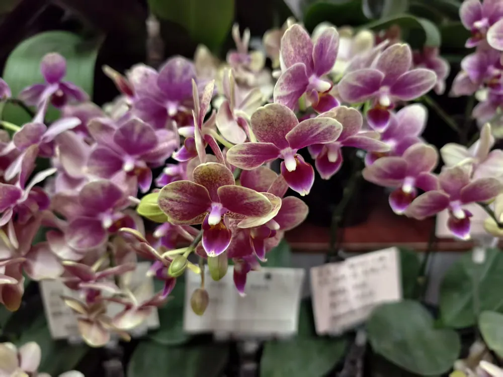 Deep purple Moth Orchid Phalaenopsis flowers arranged elegantly
