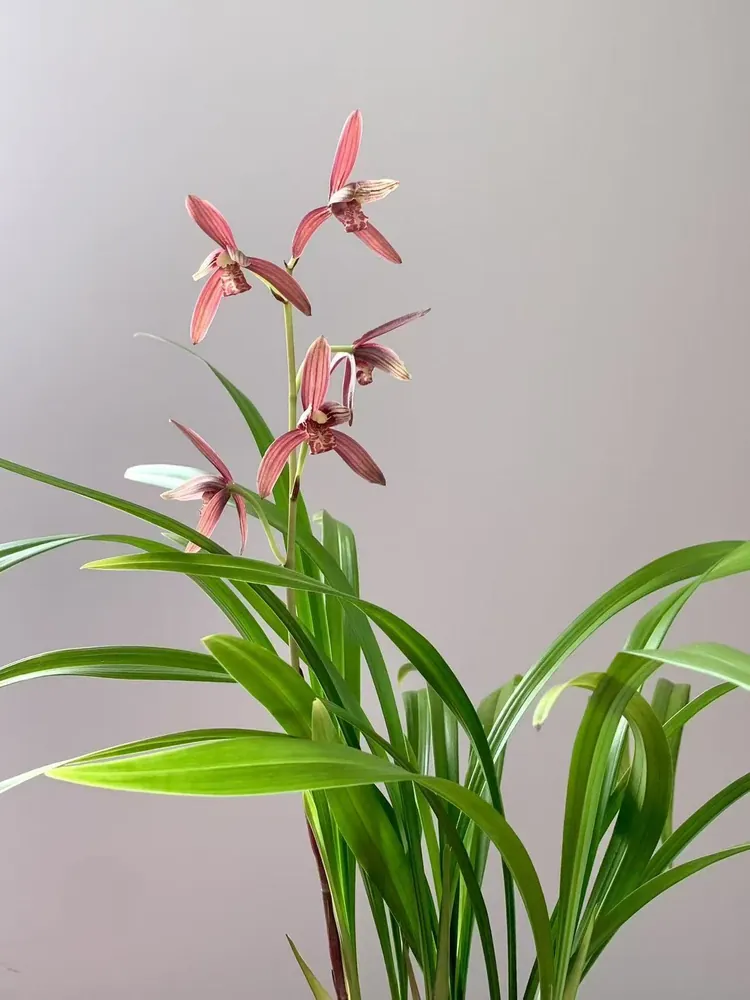 Elegant pink Cymbidium Orchid blooming on a slender stem
