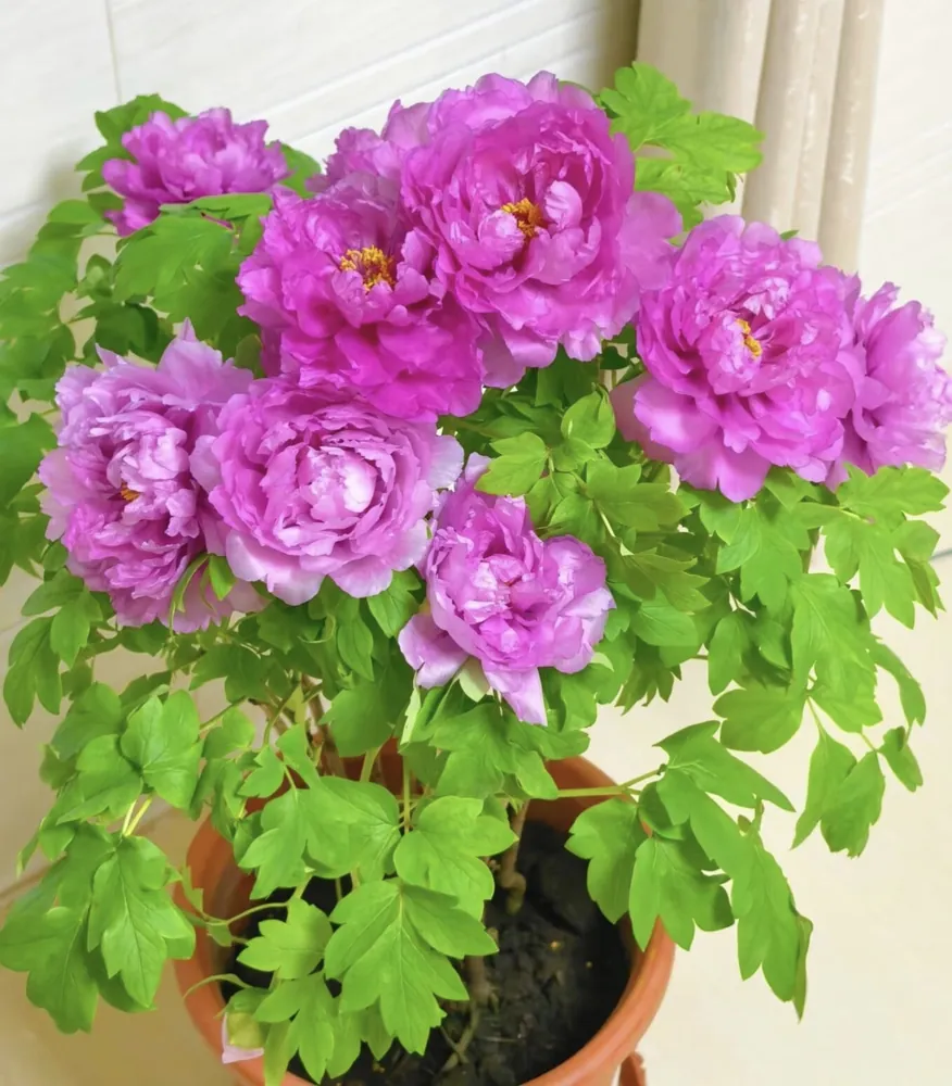 Lush pink Peony Paeonia suffruticosa flowers in full bloom