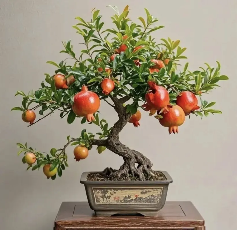 Pomegranate bonsai tree Punica granatum heavy with ripe red fruit