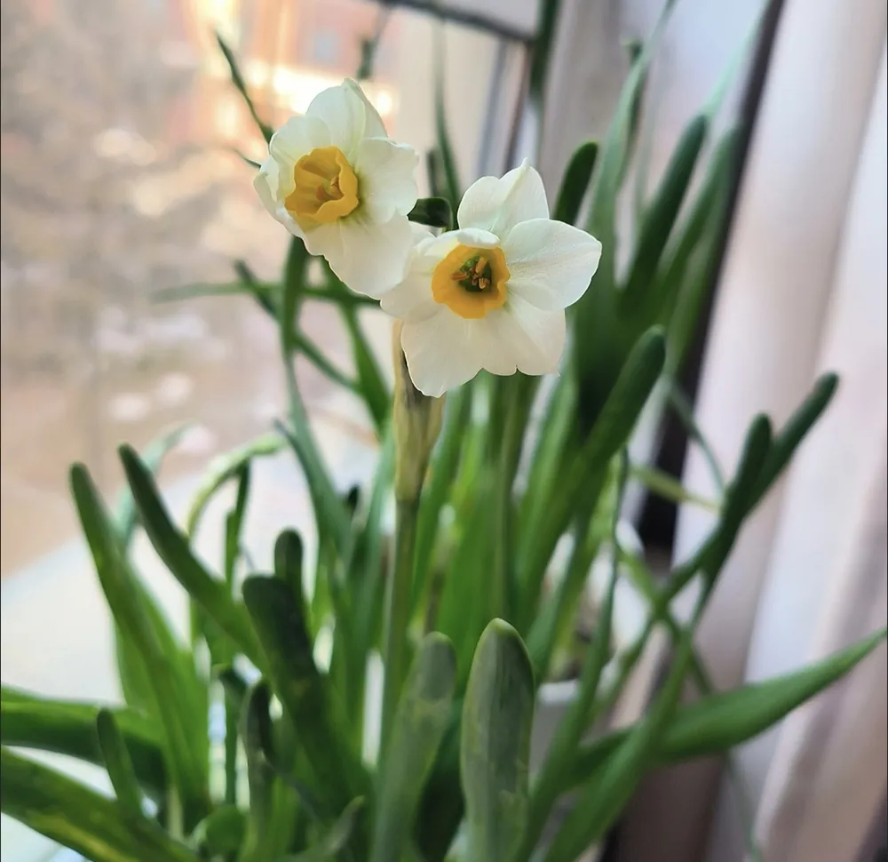 Delicate white and yellow Chinese Sacred Lily Narcissus tazetta blooming indoors