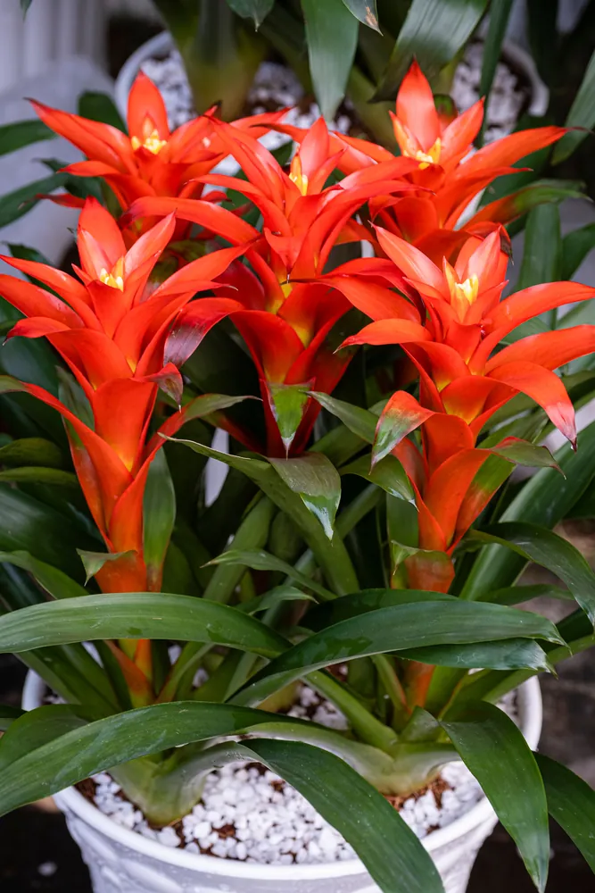 Vibrant red Scarlet Star Bromeliad Guzmania flower in full bloom