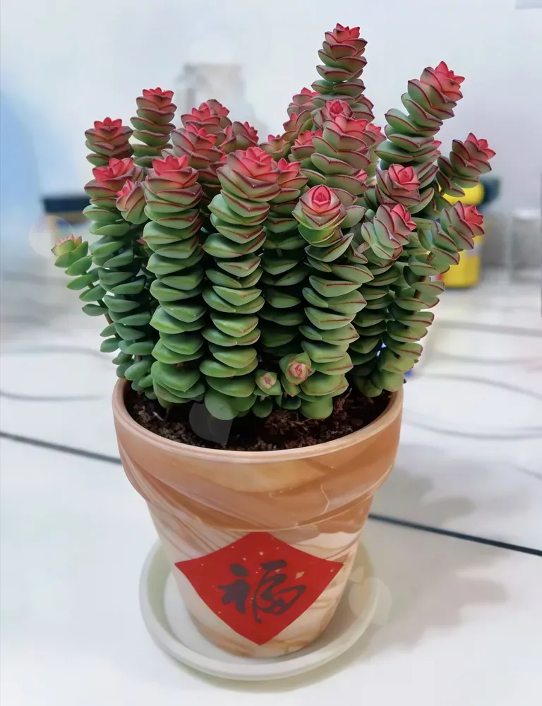Potted succulent String of Buttons Crassula perforata stacked like ancient coins