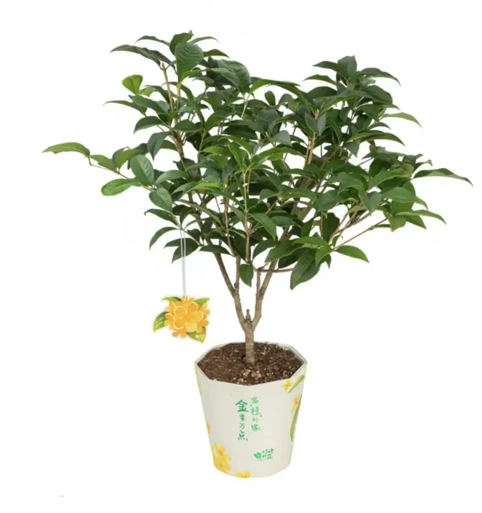 Potted Sweet Osmanthus tree Osmanthus fragrans with green leaves