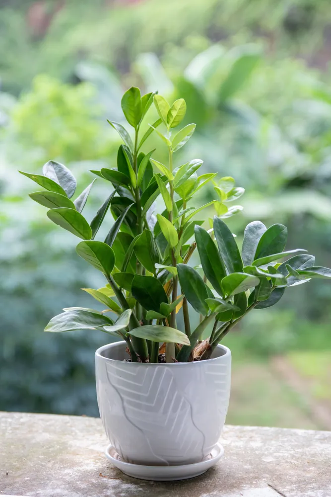 Glossy ZZ plant Zamioculcas zamiifolia with round coin-like green leaves