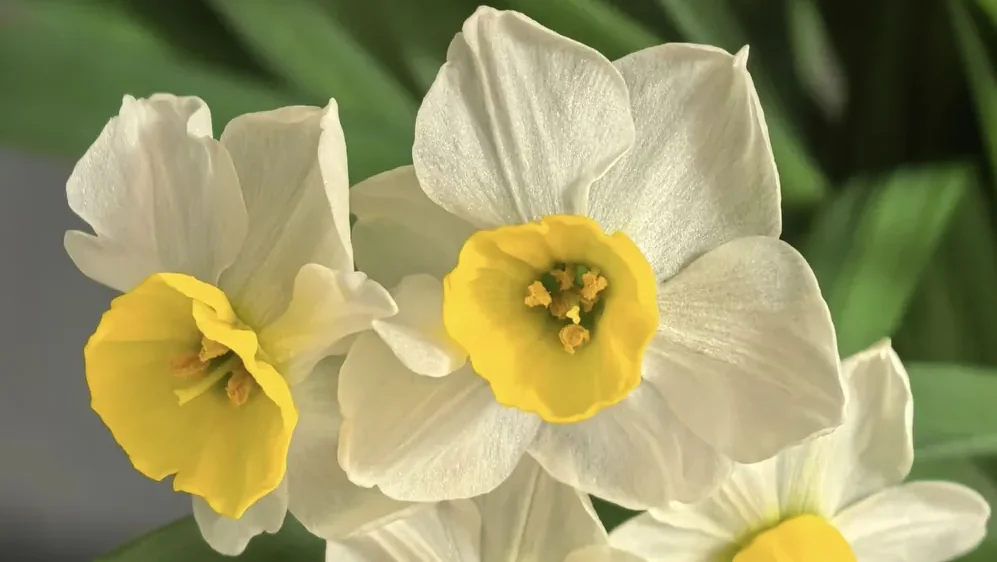 Single-petaled Chinese sacred lily flower with pure white petals and yellow corona