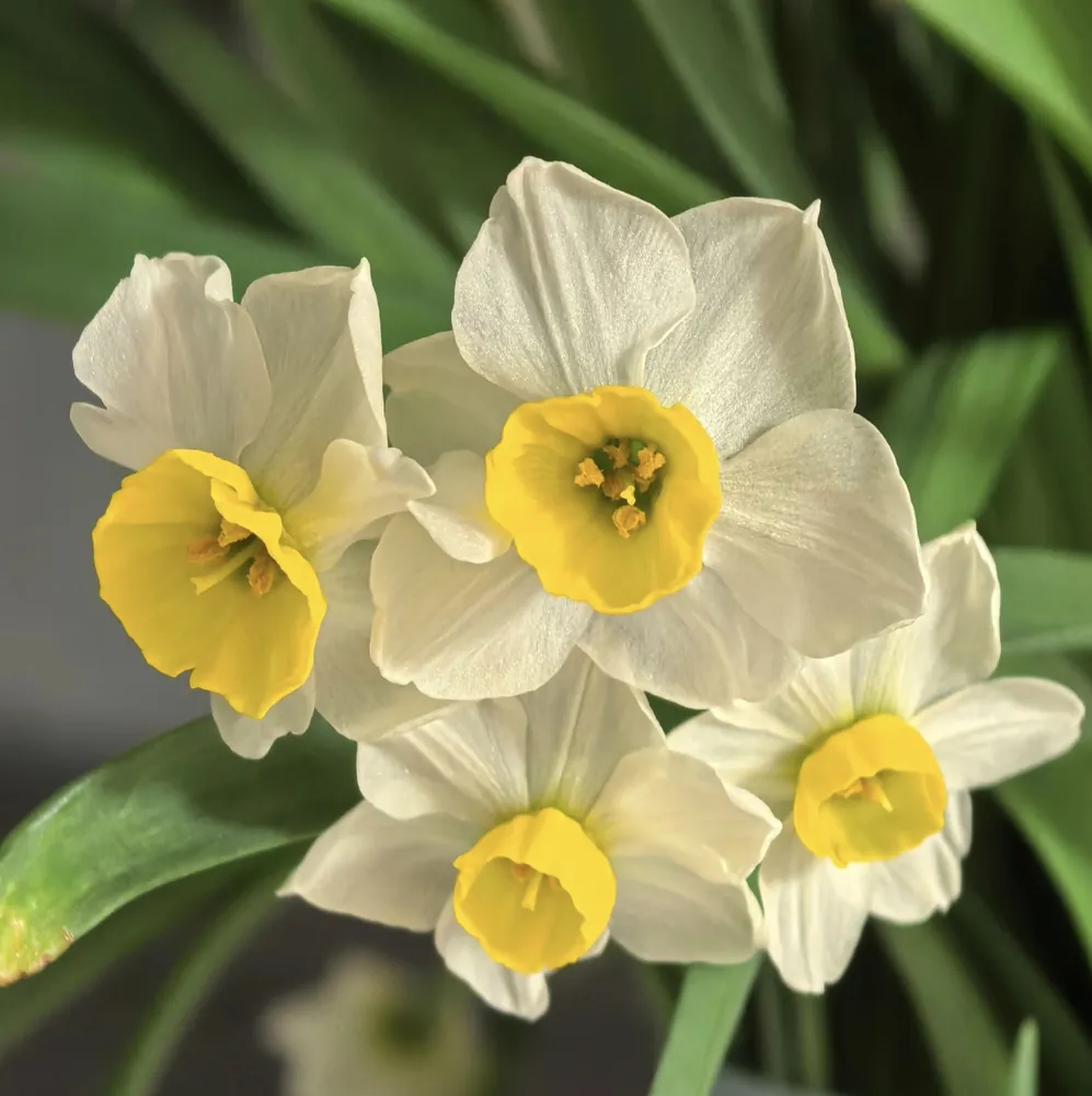 Single-petaled Chinese sacred lily flower with pure white petals and yellow corona