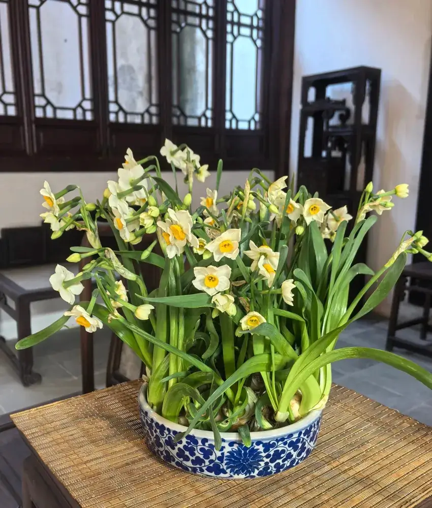Chinese sacred lily in a blue and white porcelain bowl for Lunar New Year display