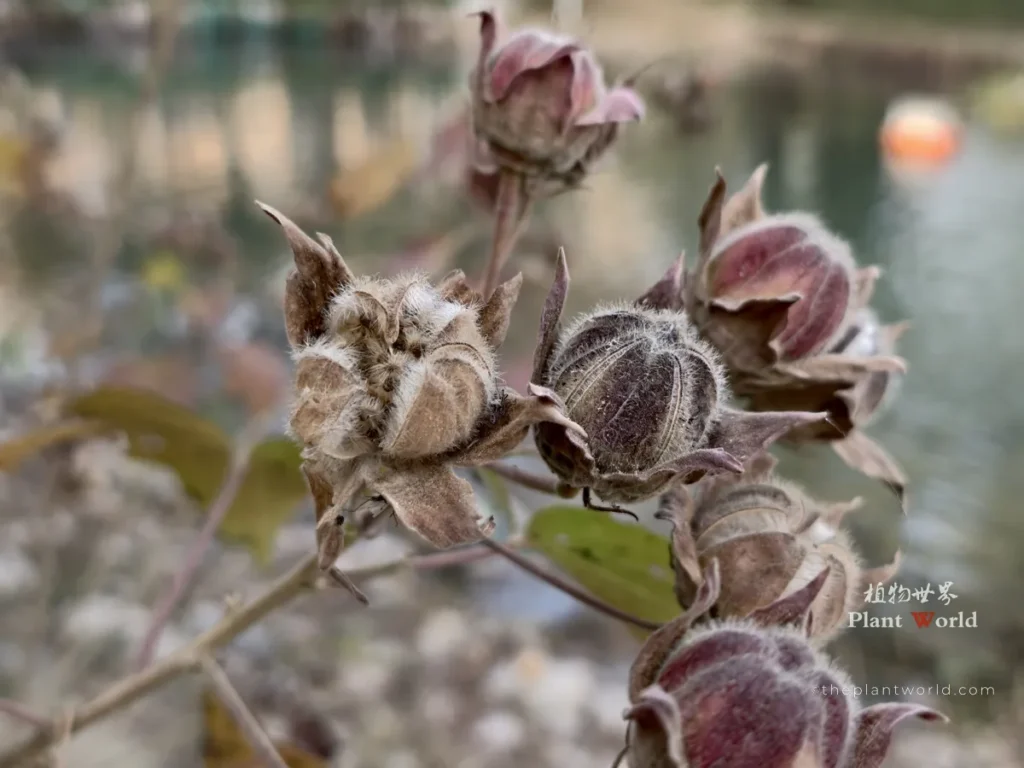 Dry mature seed pods of confederate rose Hibiscus mutabilis