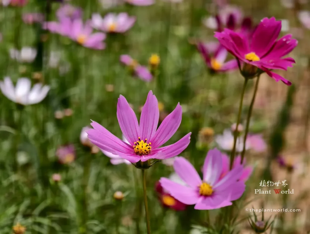 Macro close-up of deep magenta Cosmos bipinnatus flowers with bright yellow central disks