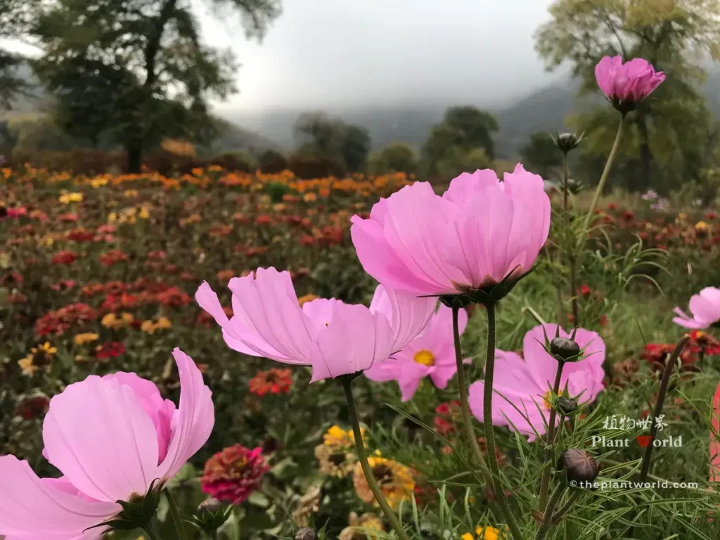 Big pink Cosmos bipinnatus flower, blooming in a diverse flower meadow with trees and misty mountain backdrop