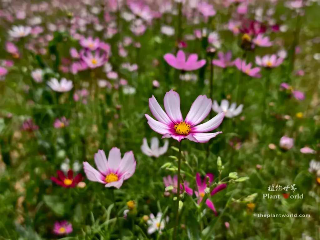 Dense field of Cosmos bipinnatus with pink, white and magenta flowers blooming together
