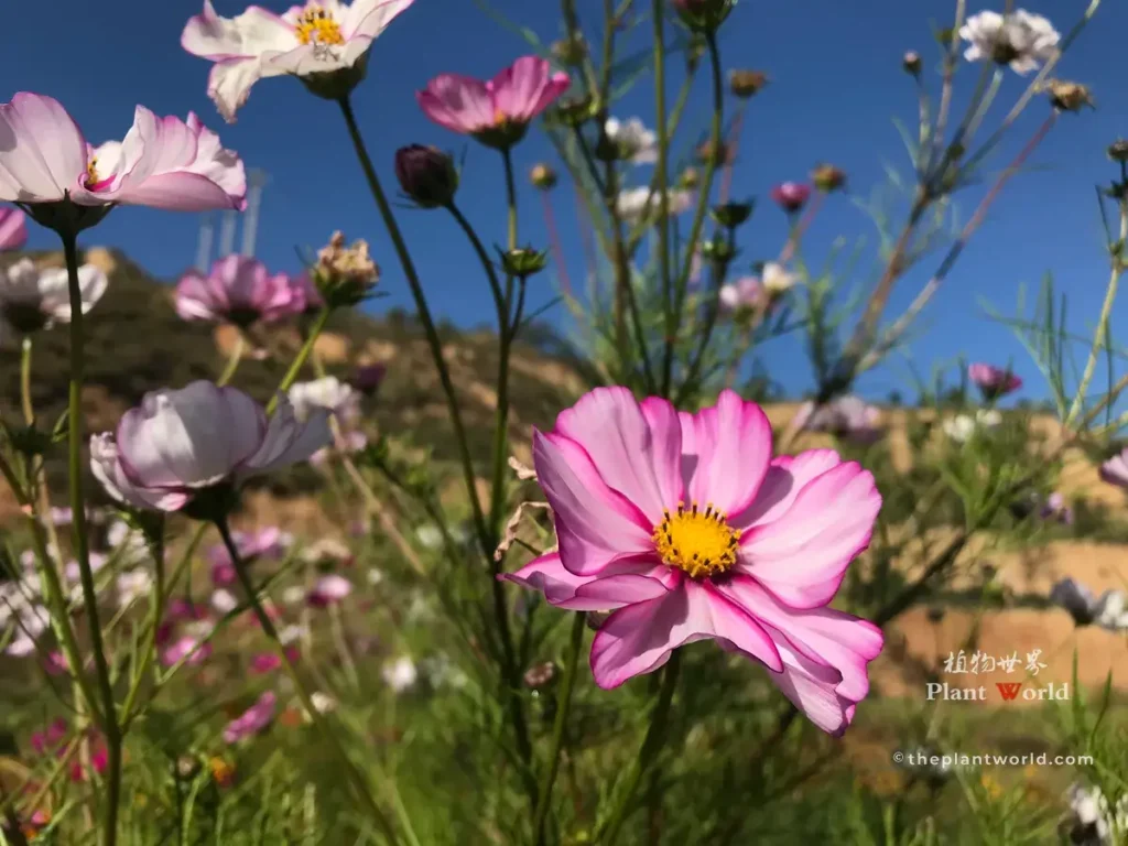 Close-up of Cosmos bipinnatus flowers in pink and white petals, growing wild against clear blue sky