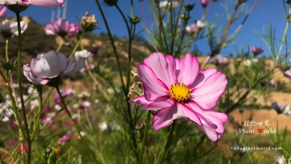 Close-up of Cosmos bipinnatus flowers in pink and white petals, growing wild against clear blue sky