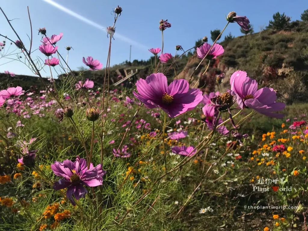 Wild Cosmos bipinnatus flowers scattered across a dry sunny hillside under blue sky