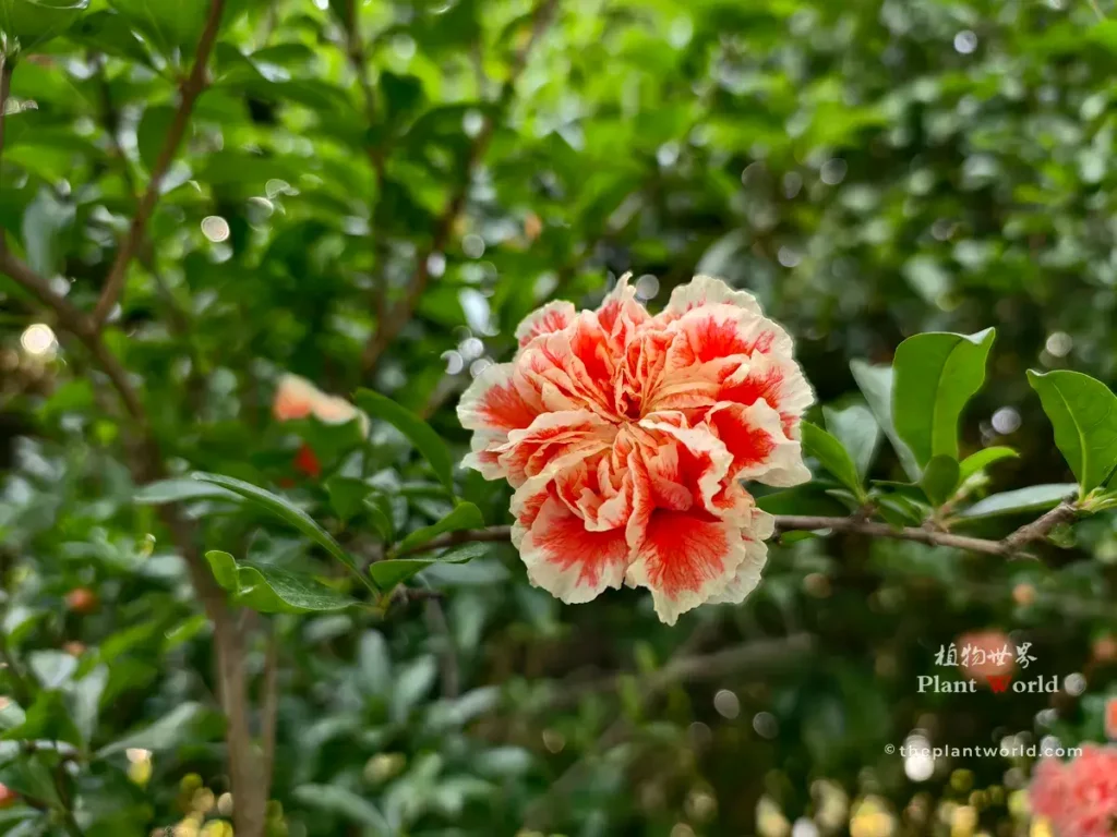 Double petal pomegranate flower with red and white variegated petals, blooming on tree branch
