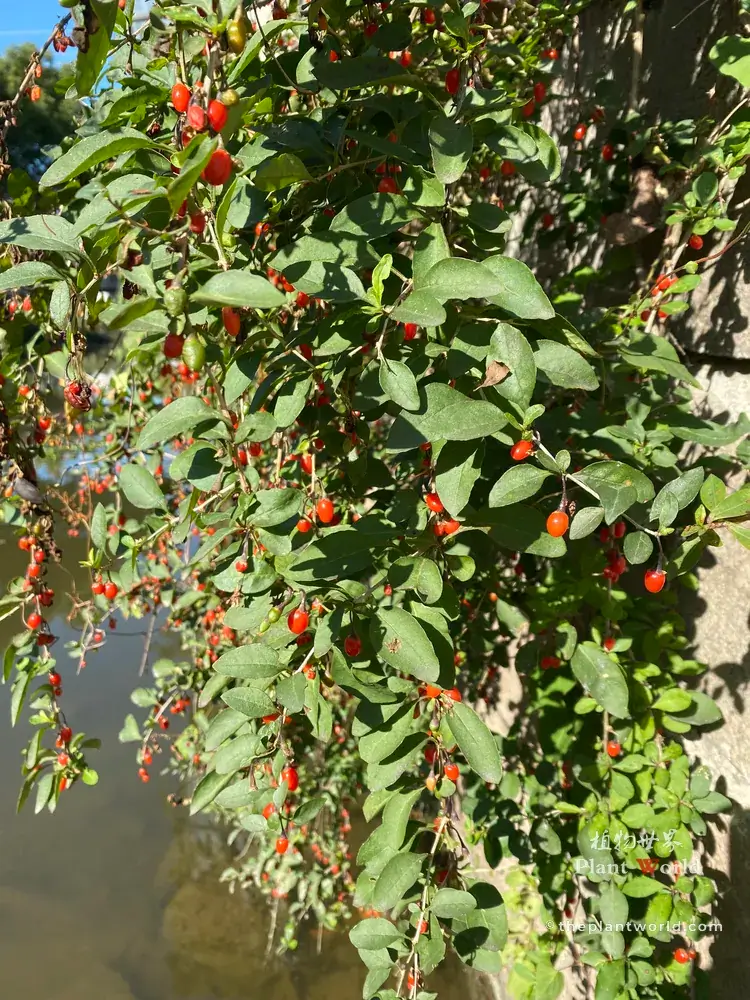 Goji berry branches covered with bright red ripe fruits and green leaves beside pond water