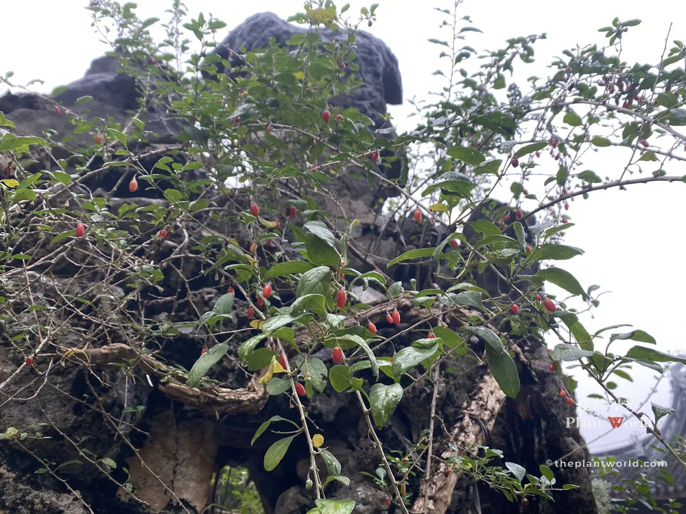 Goji berry branches with red fruits twisting and climbing over weathered scholar rock