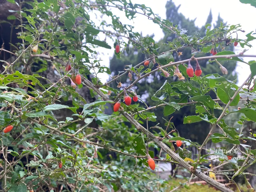 Thin goji berry twigs holding red berries, green leaves and leftover faded flowers