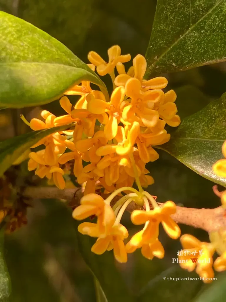Close-up of golden sweet osmanthus blossoms with green leaves