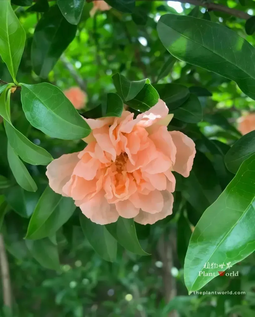 Soft light pink double petal pomegranate flower with green foliage