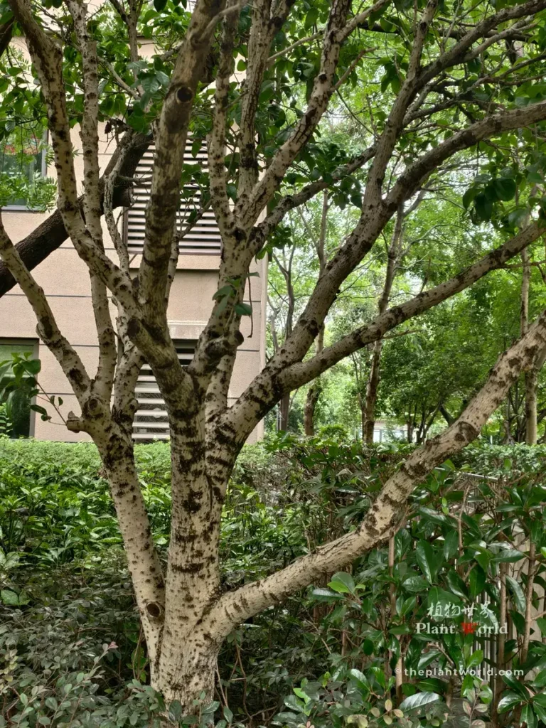 Mature sweet osmanthus tree trunk and canopy growing in residential garden