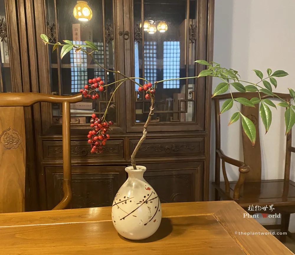 Cut branch of Nandina domestica, heavenly bamboo with bright red berries, arranged in a ceramic vase in traditional Chinese interior