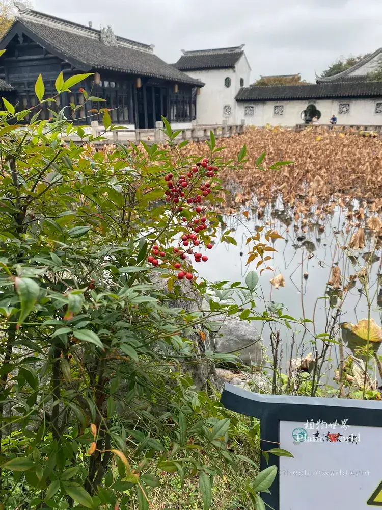 Nandina domestica heavenly bamboo with red berries growing beside pond in Mudu ancient town classical Chinese garden