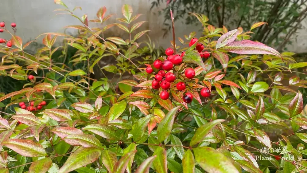 Colourful autumn leaves of Nandina domestica heavenly bamboo, turning red, orange and green in cool weather