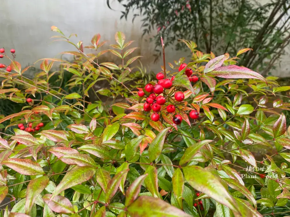 Colourful autumn leaves of Nandina domestica heavenly bamboo, turning red, orange and green in cool weather