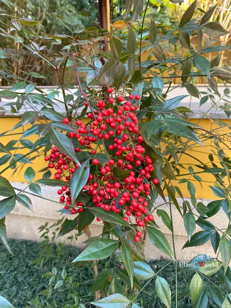 Close-up of Nandina domestica, heavenly bamboo, with dense bright red winter berries and glossy green leaves