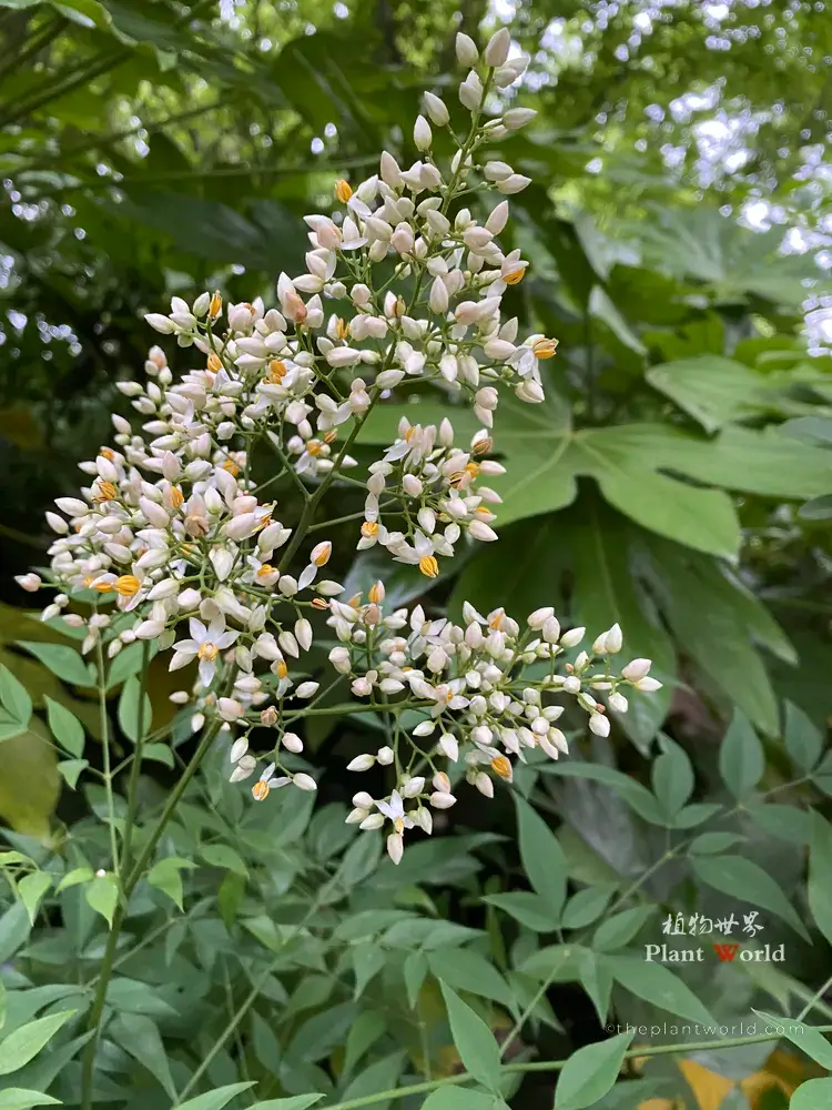 Panicle of small white star-shaped spring flowers of Nandina domestica, heavenly bamboo, with yellow stamens