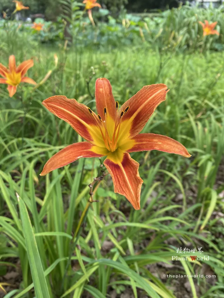 Close up of orange red daylily flower with yellow center and long green leaves