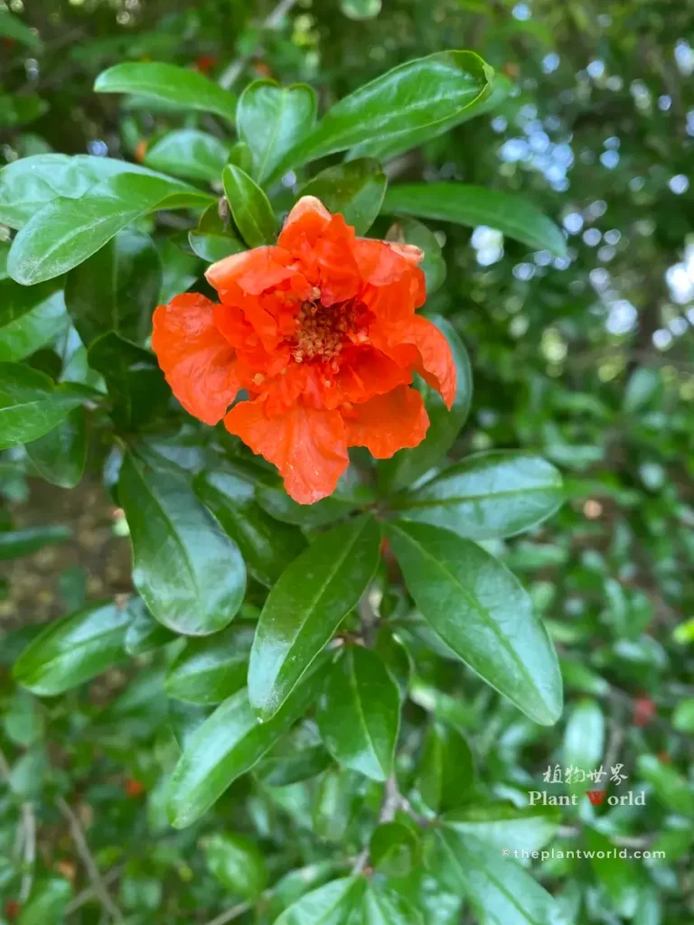 Cluster of orange-red double pomegranate flowers blooming on tree in garden