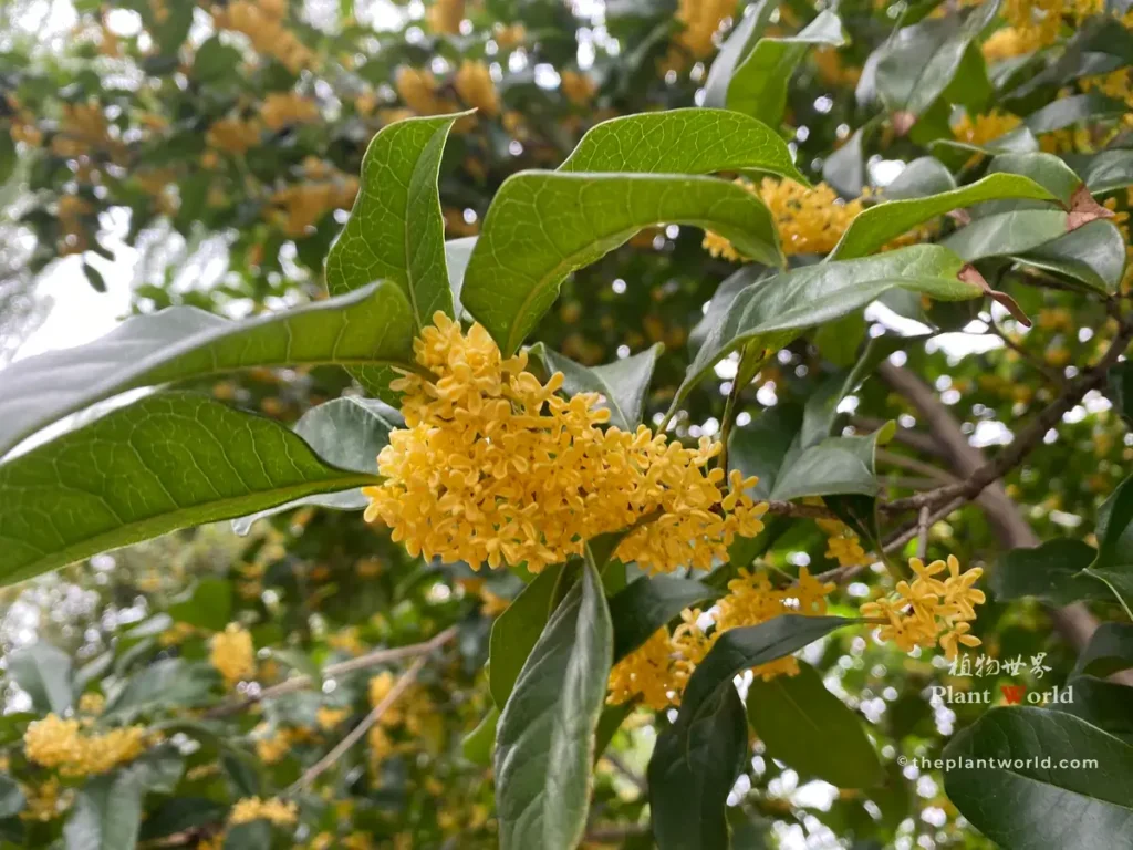 Clusters of golden osmanthus flowers blooming on branches