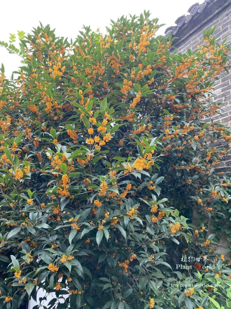 Osmanthus tree covered with countless golden flowers in autumn