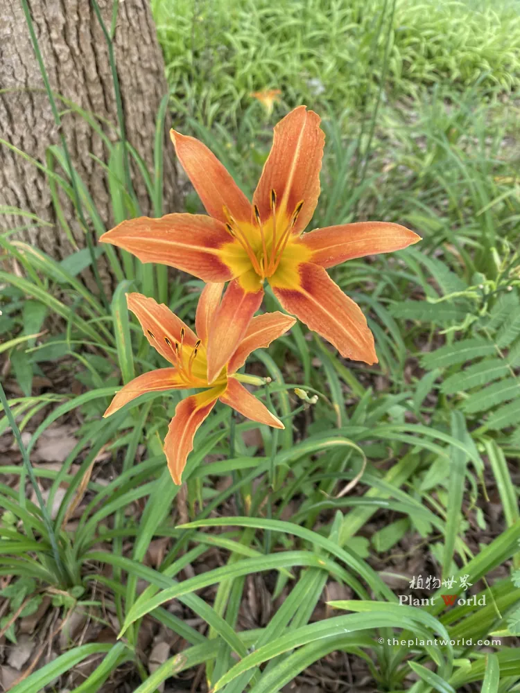 Two orange daylily flowers blooming beside tree trunk with green leaves