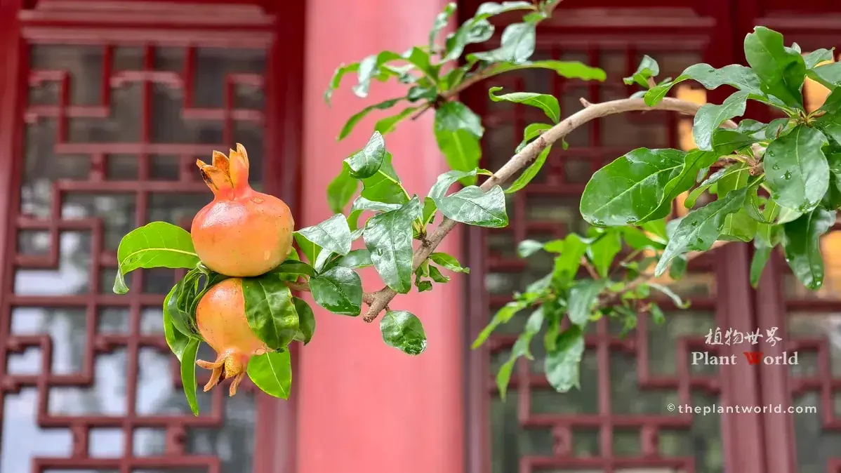 Pomegranate branch with young pomegranate fruit and green leaves, in front of traditional Chinese red lattice window