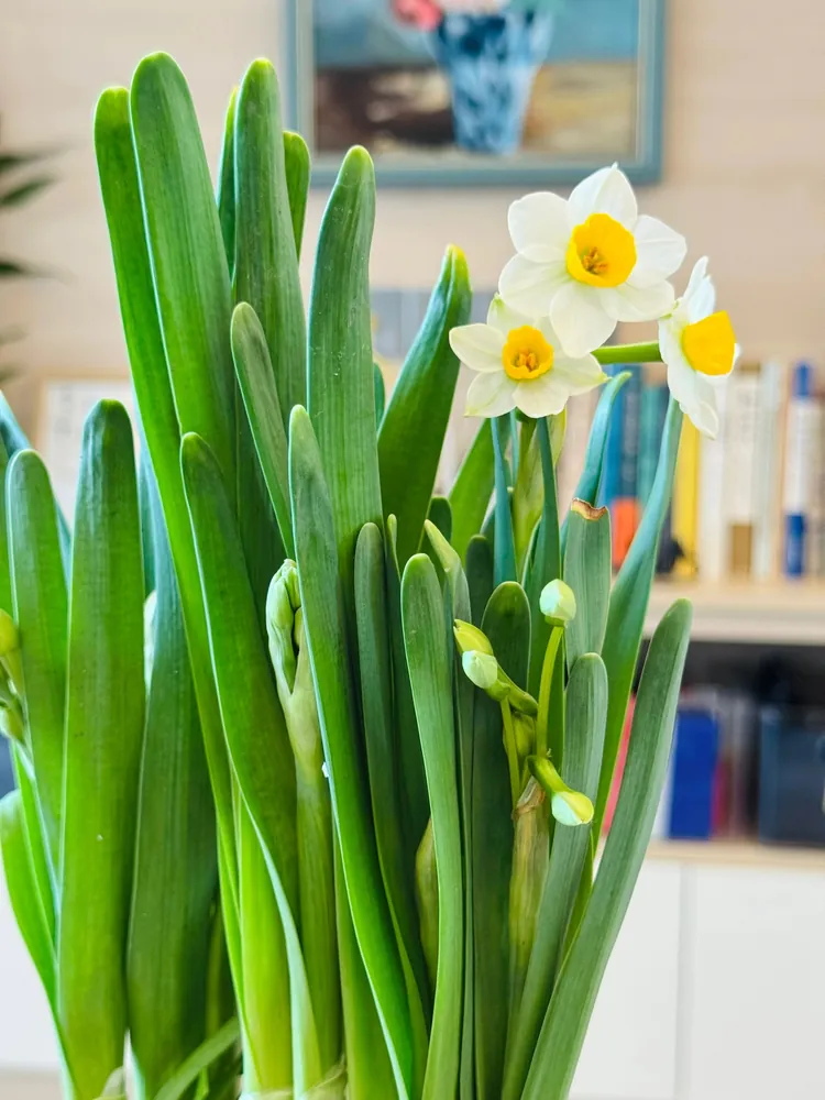Water-grown Chinese narcissus plant with lush green leaves and white flowers