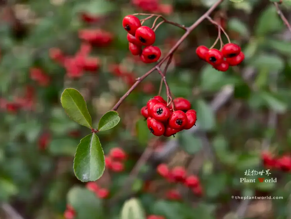 Close-up of glossy red Chinese firethorn berries and dark green leaves