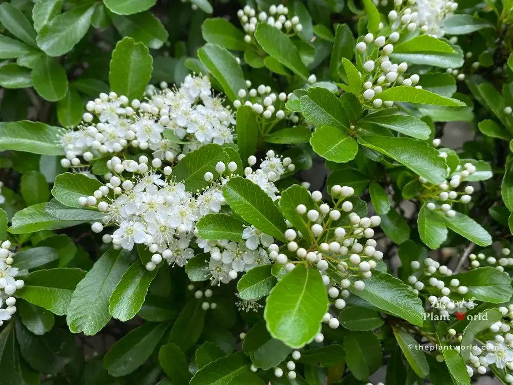 Chinese firethorn Pyracantha fortuneana heavily covered with abundant clusters of small white spring flowers