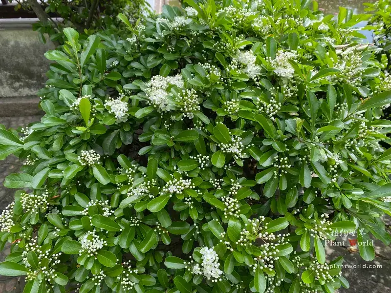 Macro close-up of Pyracantha fortuneana, Chinese firethorn white open blossoms and round unopened flower buds