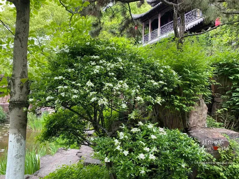 Pyracantha fortuneana Chinese firethorn shrub planted among rockery and pavilion in a traditional Jiangnan garden