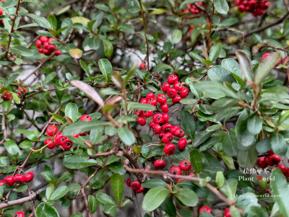 Pyracantha fortuneana Chinese firethorn, bright red berries nestled among glossy evergreen leaves
