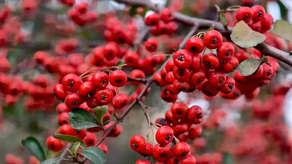 Macro close-up of bright red winter berries on Pyracantha fortuneana, Chinese firethorn shrub