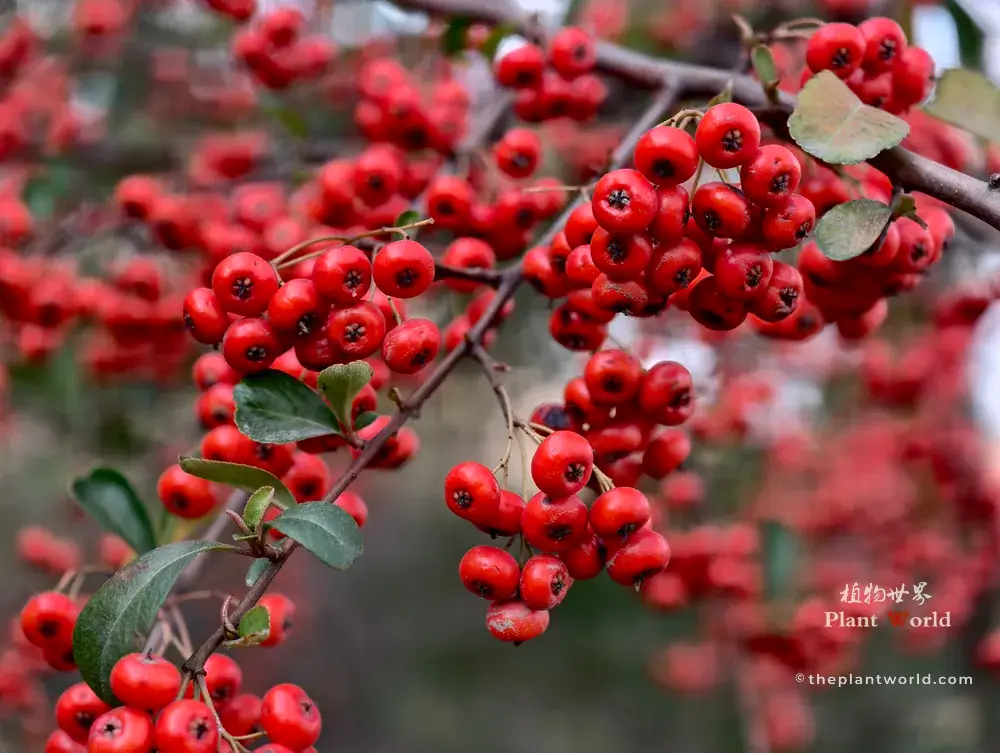 Macro close-up of bright red winter berries on Pyracantha fortuneana, Chinese firethorn shrub