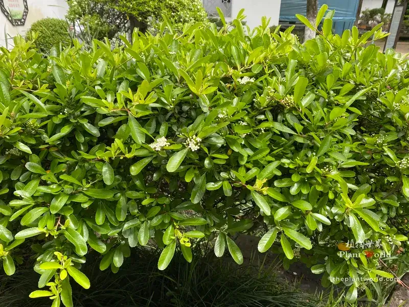Pyracantha fortuneana, Chinese firethorn dense evergreen shrub with new spring foliage and tiny white flower clusters