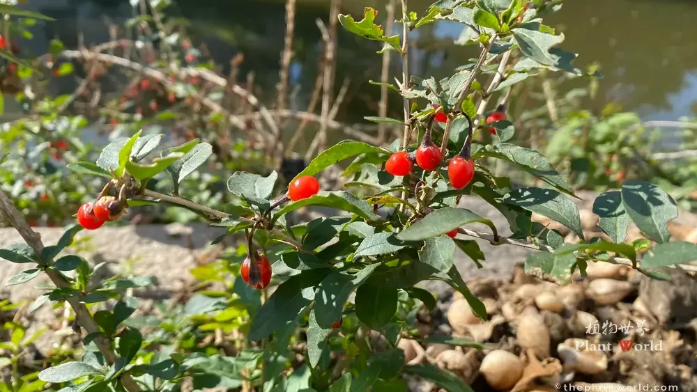 Close-up view of bright red ripe goji berries growing on woody branches with green foliage