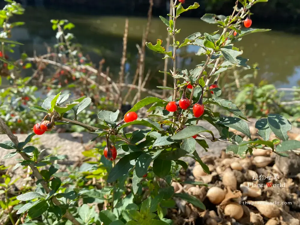 Close-up view of bright red ripe goji berries growing on woody branches with green foliage